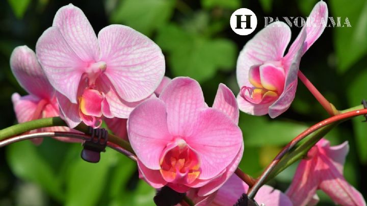 Aplica 1 cucharada del mejor abono casero en POLVO para que las orquídeas vuelvan a florecer