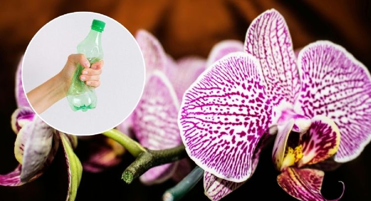 Cómo reproducir orquídeas con una botella de plástico reciclada
