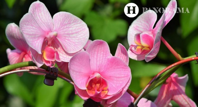 Aplica 1 cucharada del mejor abono casero en POLVO para que las orquídeas vuelvan a florecer