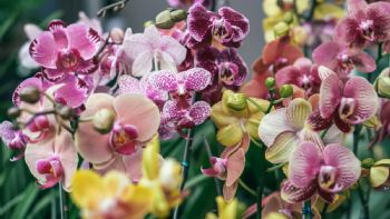 ¿Cómo regar las orquídeas para que florezcan más rápido?