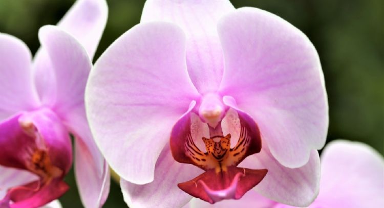 3 lugares en los que debes poner tu orquídea para que explote de flores