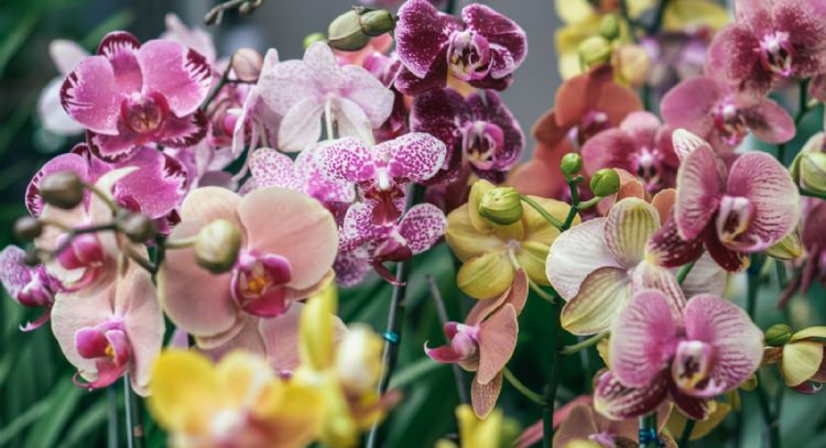¿Cómo regar las orquídeas para que florezcan más rápido?