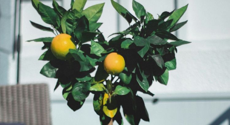5 árboles frutales enanos que puedes tener en un departamento pequeño