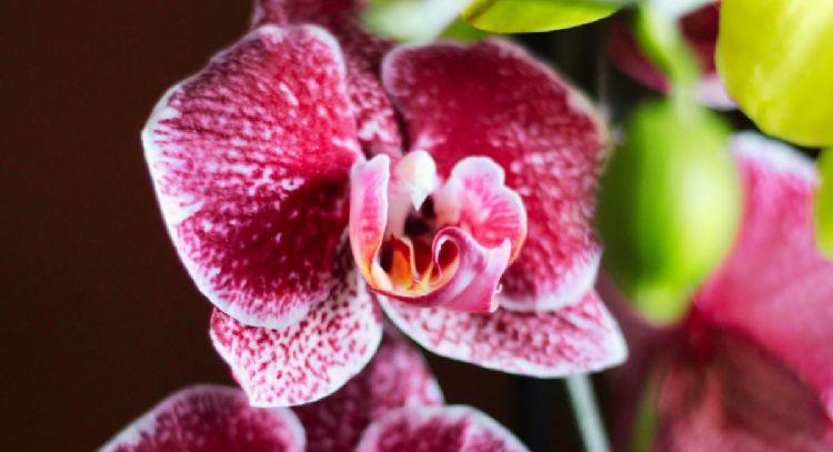 ¿Cómo eliminar la cochinilla algodonosa en orquídeas con 1 ingrediente de cocina?