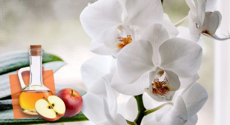 ¿Cómo usar vinagre de manzana para tener orquídeas con flores abundantes?