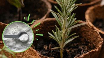 Descubre cómo revivir las plantas a punto de morir con bicarbonato de sodio