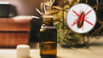 Usa este aceite esencial en la entrada de tu casa para ahuyentar cucarachas en verano