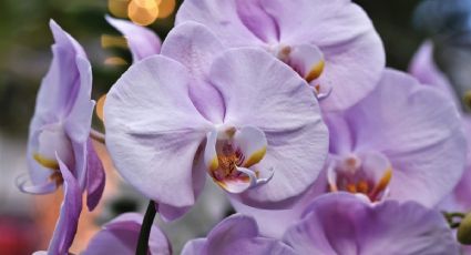 La fruta indispensable para abonar orquídeas y hacer que duren 10 años en casa