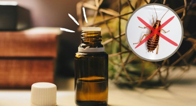 Usa este aceite esencial en la entrada de tu casa para ahuyentar cucarachas en verano