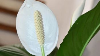 Cuna de Moisés: Secreto de jardineros expertos para que tu Spathiphyllum florezca 2 veces más rápido