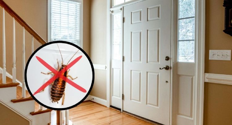 ¿Cómo evitar que las cucarachas resistentes a insecticidas entren en tu casa?