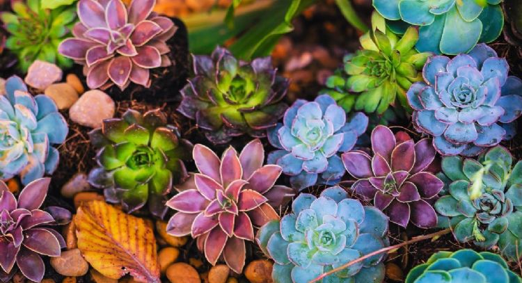 ¿Cómo cambiar el color de tus suculentas para tener plantas moradas?