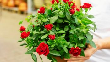 Guía de cuidados para que los rosales en maceta siempre tengan flores