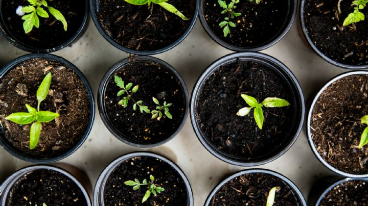 3 fertilizantes caseros que revivirán tus plantas secas y marchitas