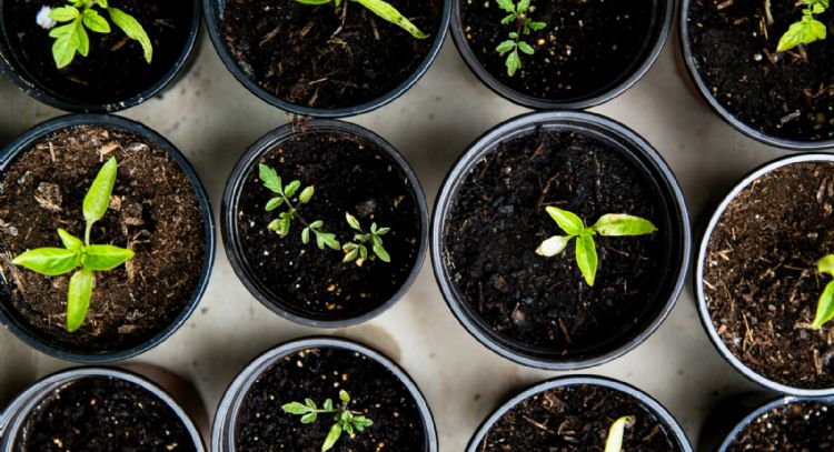 3 fertilizantes caseros que revivirán tus plantas secas y marchitas