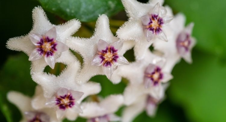 Flor de cera: Pon un chorrito de abono líquido para lograr que la Hoya Carnosa crezca y florezca
