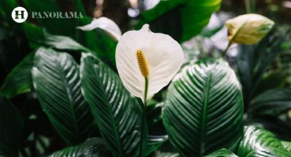 Cuna de Moisés: Usa ACEITE DE OLIVA para limpiar las hojas y lograr que florezca tu Spathiphyllum