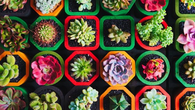 ¿Cómo se le da color a las suculentas? 5 trucos de jardinería para tener plantas de colores