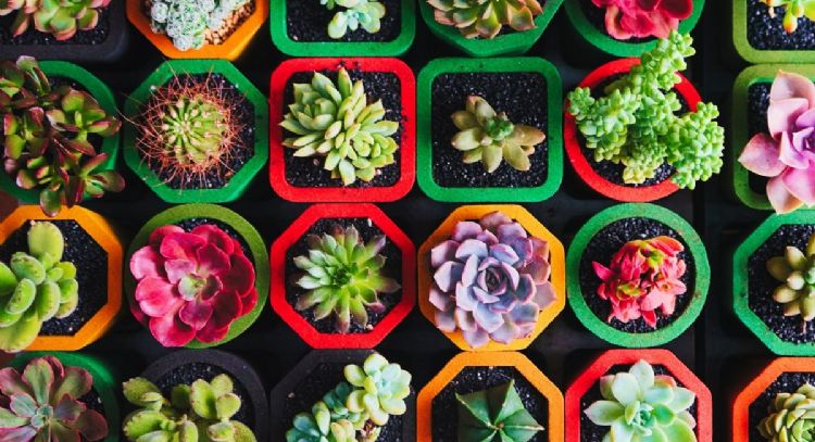¿Cómo se le da color a las suculentas? 5 trucos de jardinería para tener plantas de colores