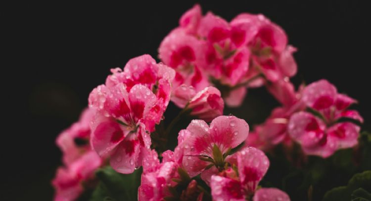 ¿Qué hacer para que los geranios florezcan todo el año?