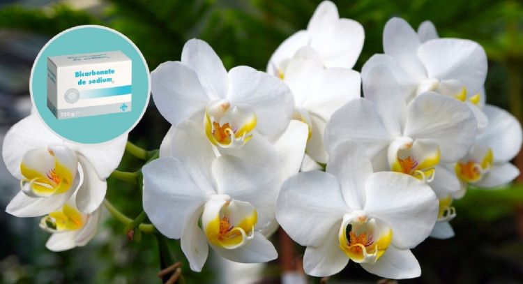Mezcla una cucharada de bicarbonato y 1 fruta para que tu Orquídea explote de flores coloridas