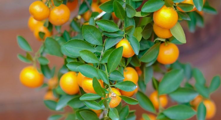 2 métodos de jardinería para sembrar un árbol de mandarina en maceta