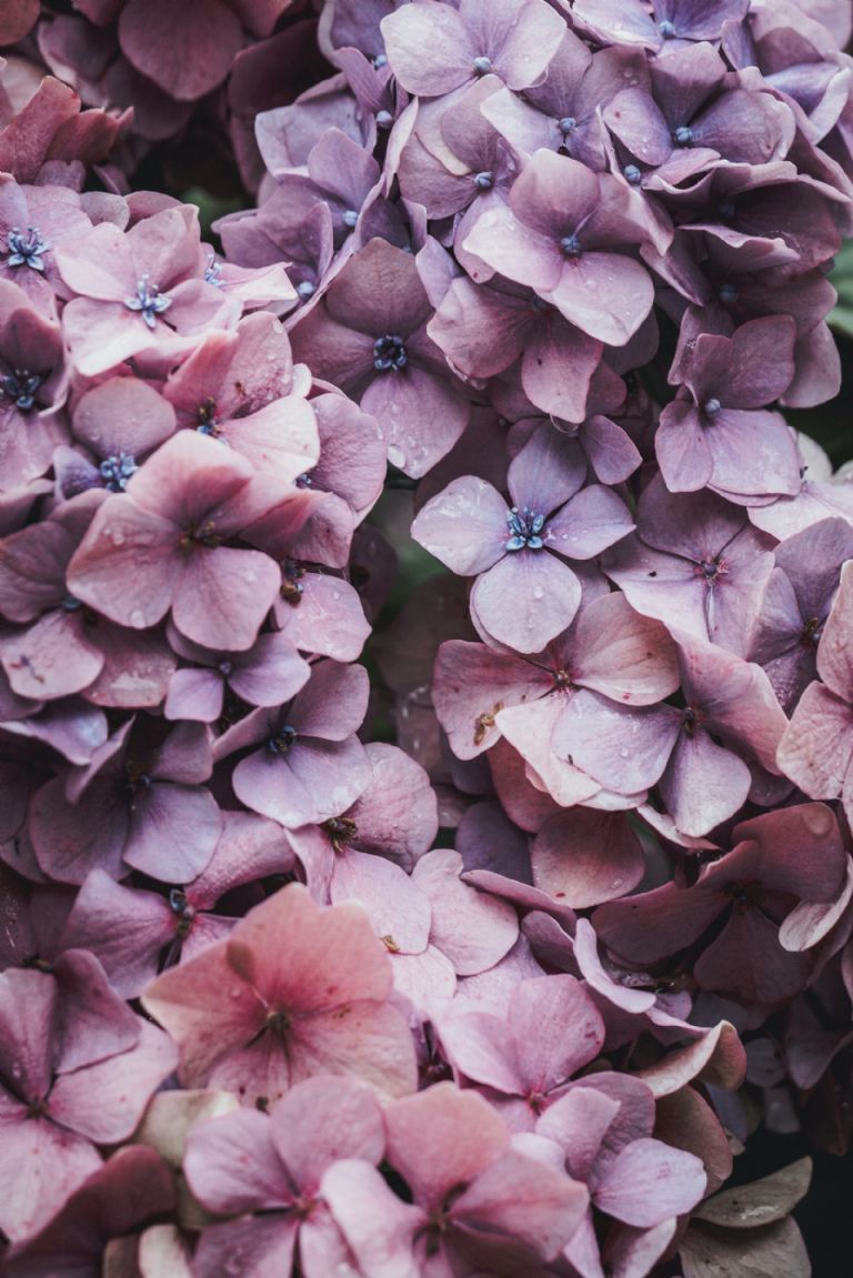 hortensias de colores