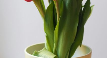 Plantas de la abundancia que debes regalar a tu mamá en el Día de las Madres
