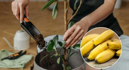¿Cómo usar la cáscara de plátano como abono casero para el limonero en maceta?