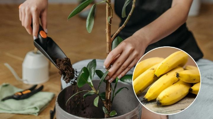 ¿Cómo usar la cáscara de plátano como abono casero para el limonero en maceta?
