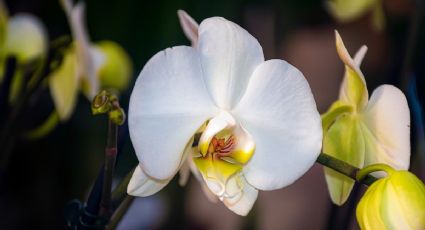 El ingrediente de cocina que las orquídeas necesitan para florecer todo el año