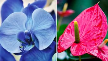 Truco de jardineros: Aprende a usar bicarbonato para que anturios y orquídeas crezcan y florezcan